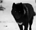 /album/wolven/download-3-jpg/